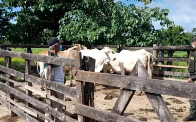 Abigeato golpea a ganaderos de Sucre: más de 400 reses han sido robadas y las pérdidas serían incalculables