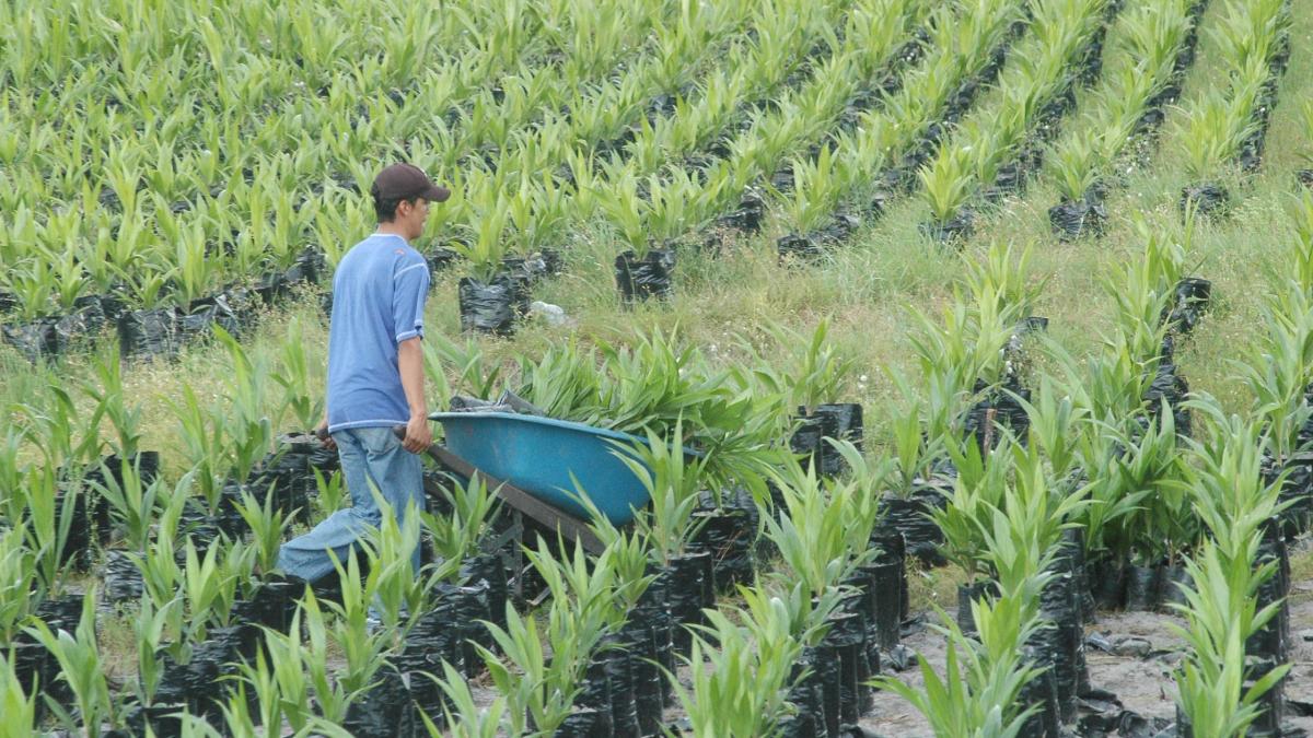 Asobancaria: 'Necesitamos urgente un mecanismo de amortización para los sectores agroexportadores', Indalecio Dangond, minagricultura
