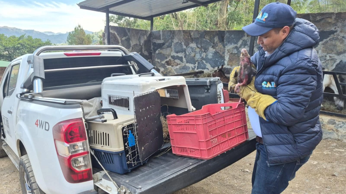 La otra tragedia de los incendios forestales en Cundinamarca: animales silvestres muertos, heridos y ecosistemas destruidos