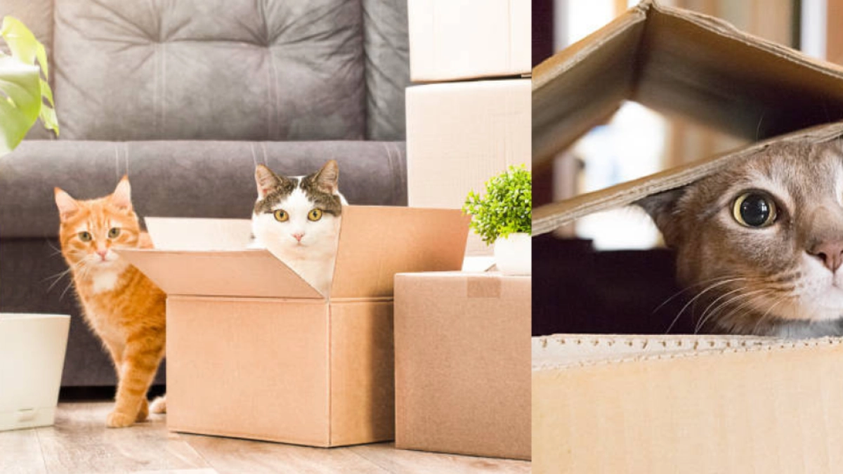 ¿Por qué los gatos prefieren las cajas de cartón a cualquier cama costosa Veterinario lo reveló
