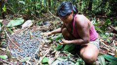 Qué son las chagras, las «granjas» en la selva tropical que desafían la agricultura moderna en Colombia y Ecuador