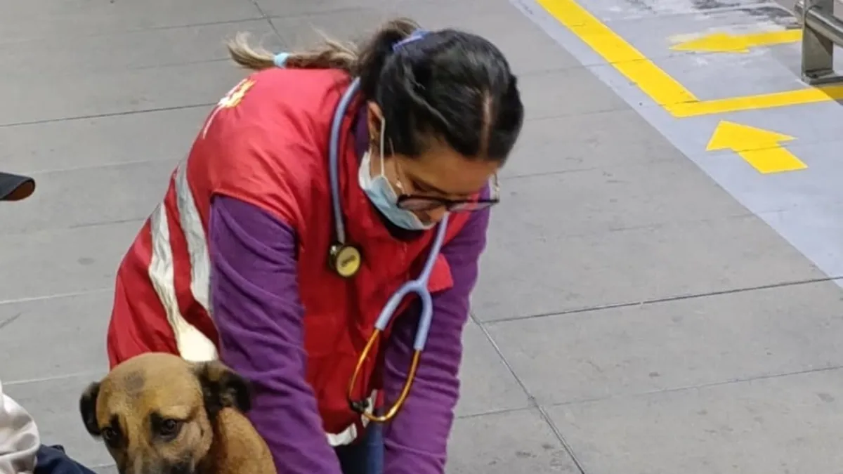 Rescatan a una perrita que, al parecer, era utilizada para mendicidad en TransMilenio: 'se encontraba en mala condición física'